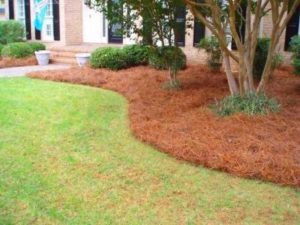 We only use Long Needle Pine Straw for our Installations