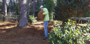 Installing Long Leaf Pine Straw in Hampton Hall Bluffton