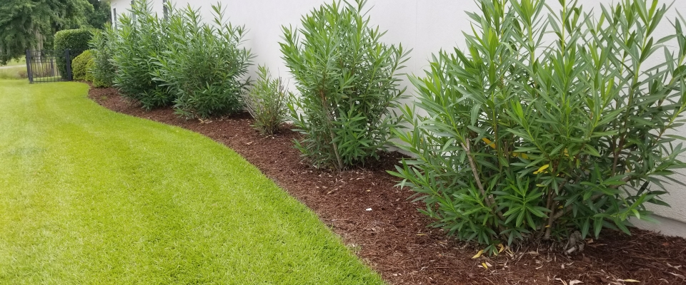 Oleander 6 Months After Renewal Pruning