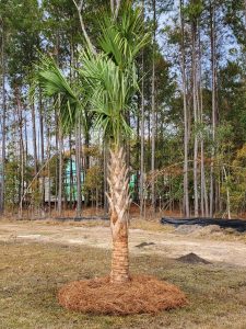 Installed Palm from Taylors Nursery in Cypress Ridge Bluffton