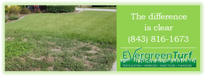 Evergreen Turf - the difference is clear