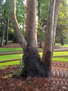 Tree Damage Root Rot