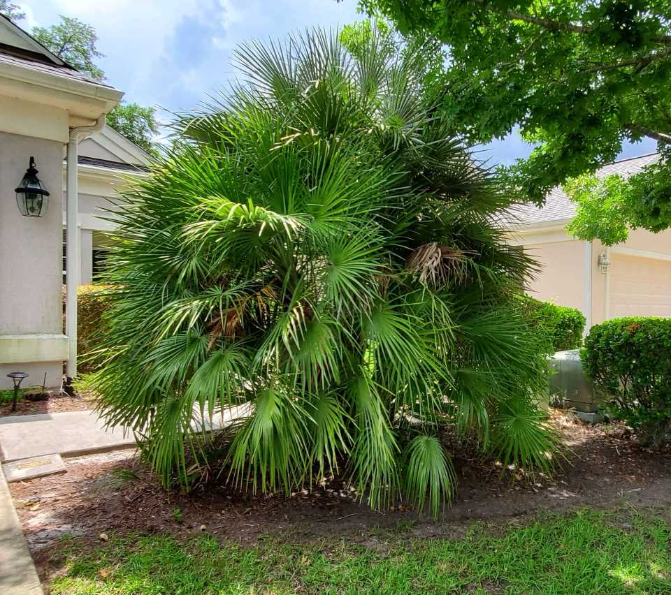 Sun City Palm before pruning